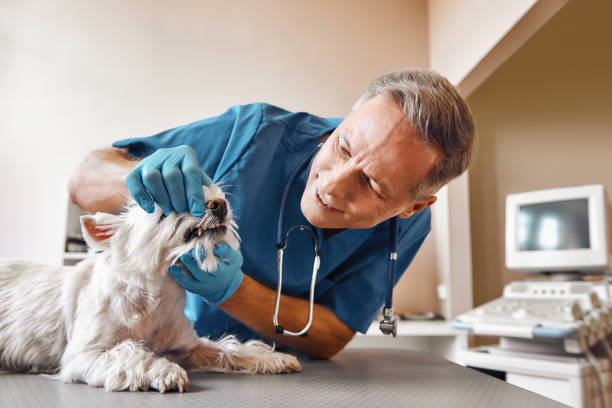 Best Root Canal Emergency Dentist  in Comfort, TX